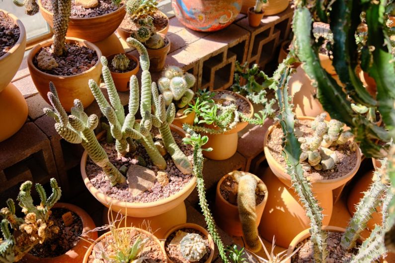 Balconie Plants - green cactus plants on brown clay pots