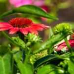 Backyard Plants - red flower in tilt shift lens