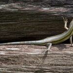 Backyard Rug - green and white lizard on brown wooden surface