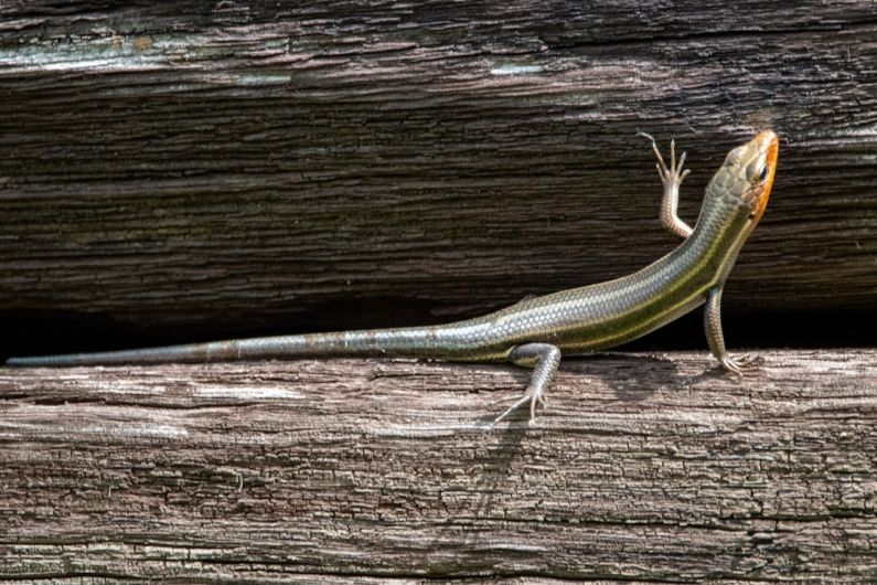 Backyard Rug - green and white lizard on brown wooden surface